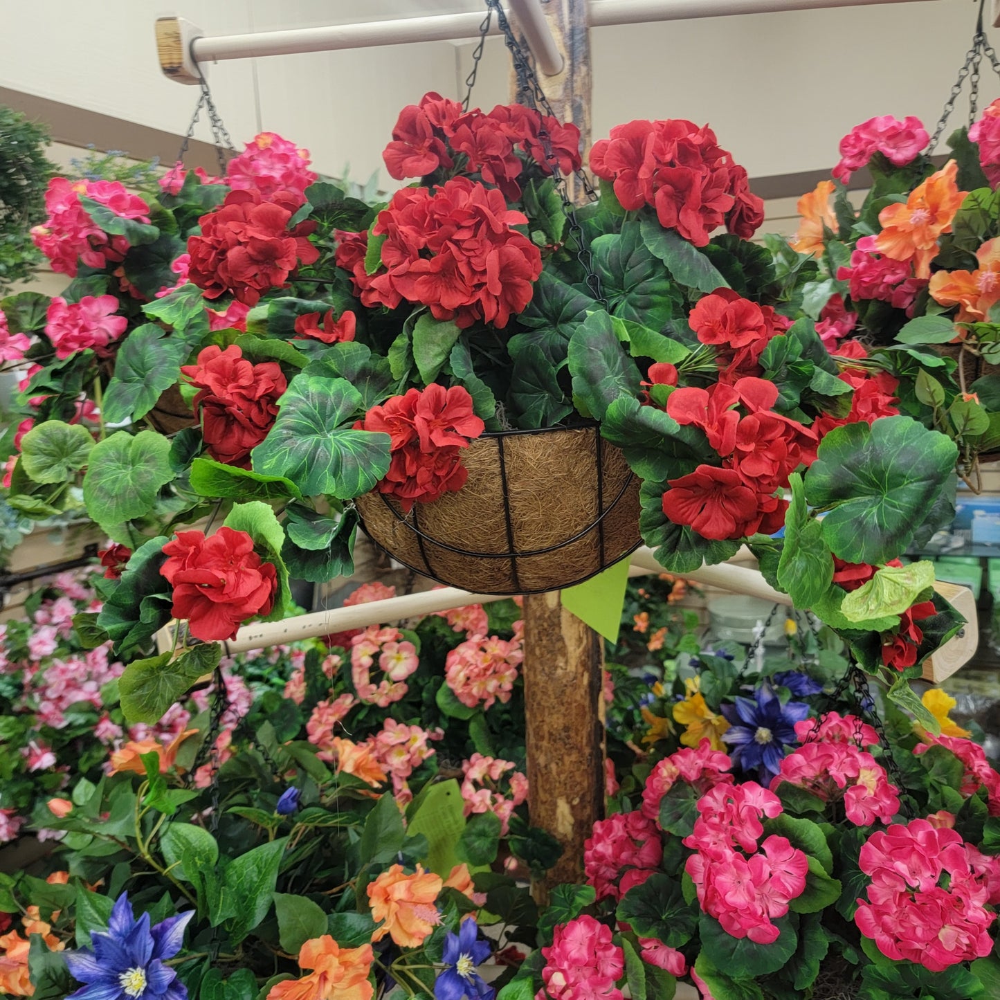 Geranium Hanging Basket preorder for instore pick up
